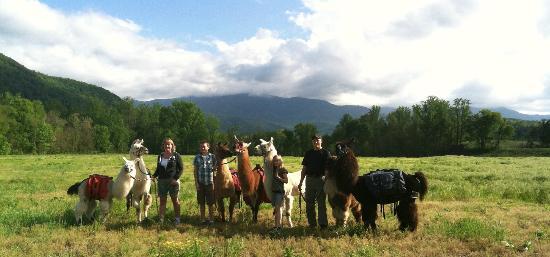 Smoky Mountain Llama Treks - Day Tours