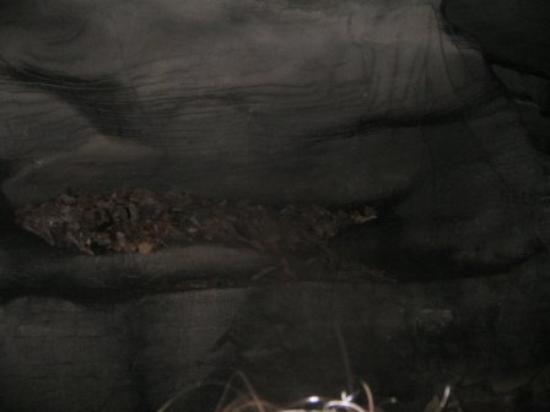 Big Bone Cave
