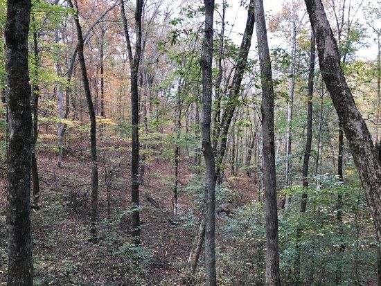Timberland Park